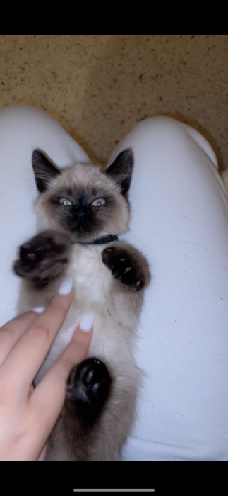 Chaton siamois femelles himalayen