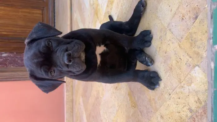 Cane corso à vendre