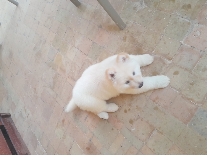 Chiot akita