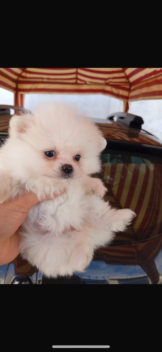 Spitz nain femelle 2 mois