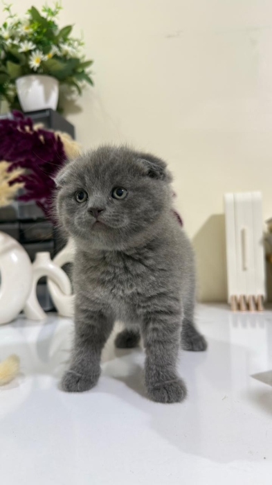 Scottish fold & british