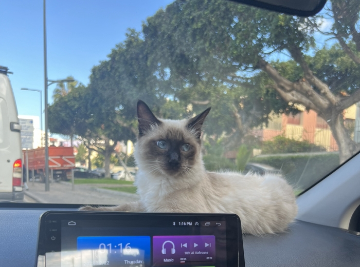 Demande d’accouplement