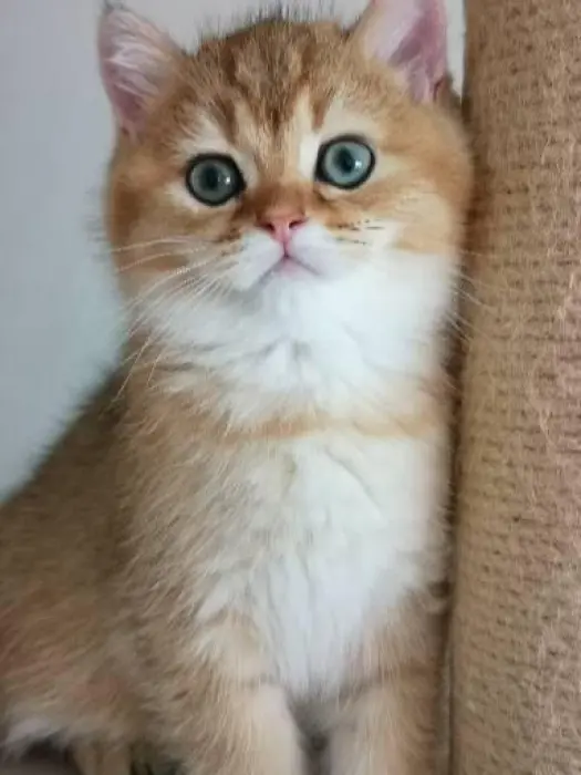 Chaton à prix très intéressant