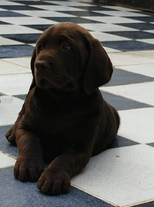 Labrador Chocolat