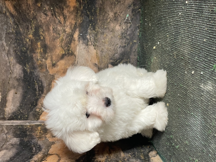 Bichon maltais