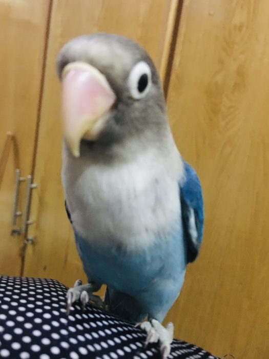 Oiseau insiparable ficher bleu casa