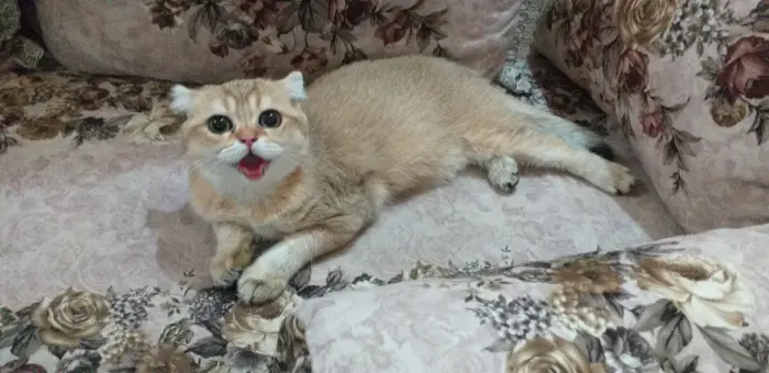 scottish fold