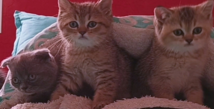 Chatons scottish fold scottish straight