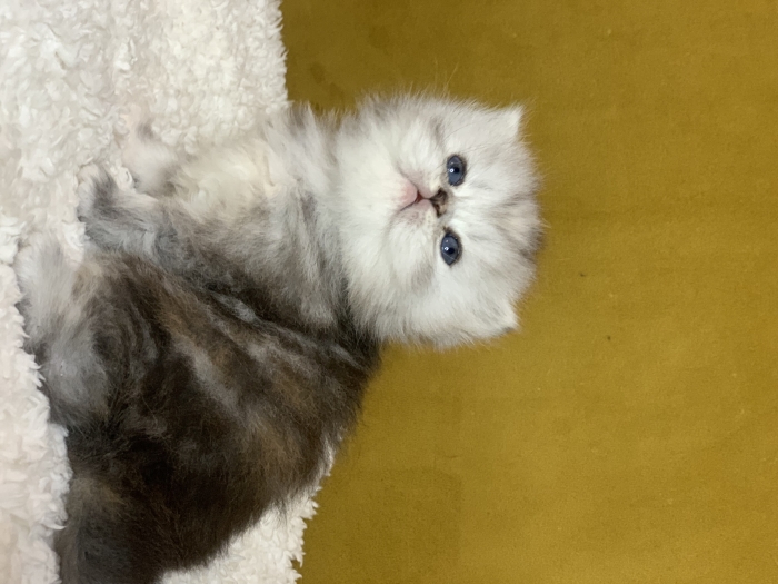 Chat Scottish highland