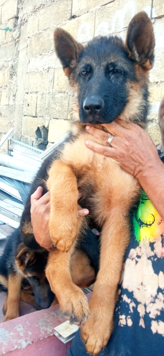 Chiots berger allemand