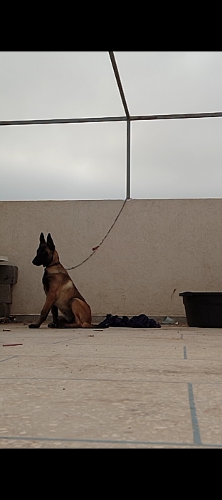 Maniloi charbonner avec carnet de vaccination