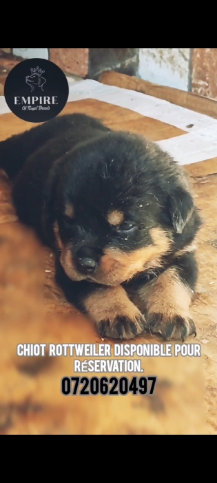 Chiots rottweiler à vendre