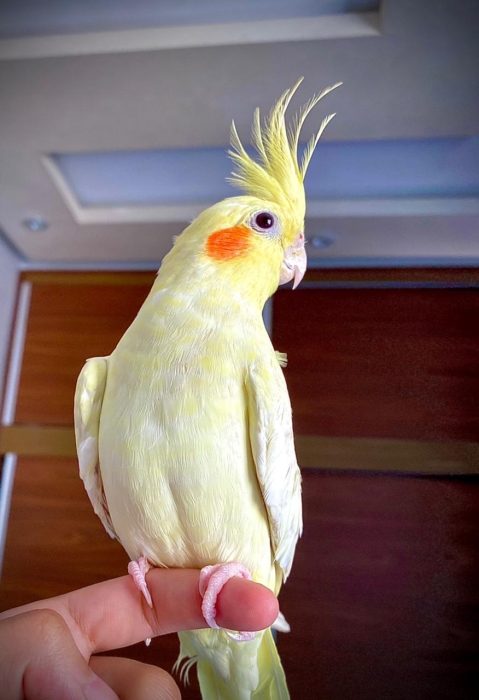 Calopsit mdrisi Casablanca