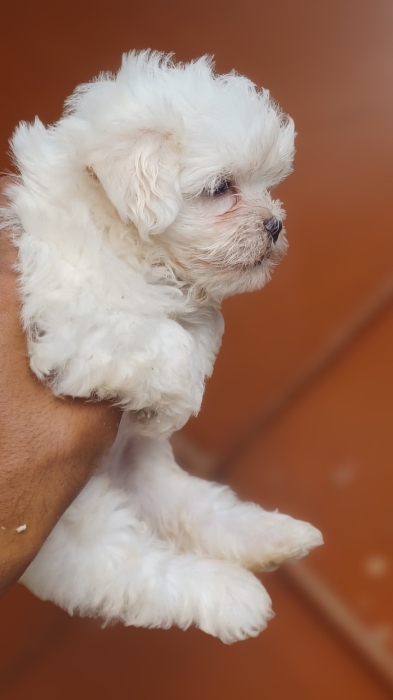 Bichon maltis nain