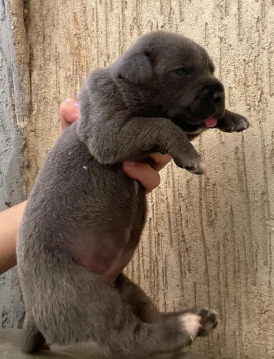 Disp chiot cane corso top d top