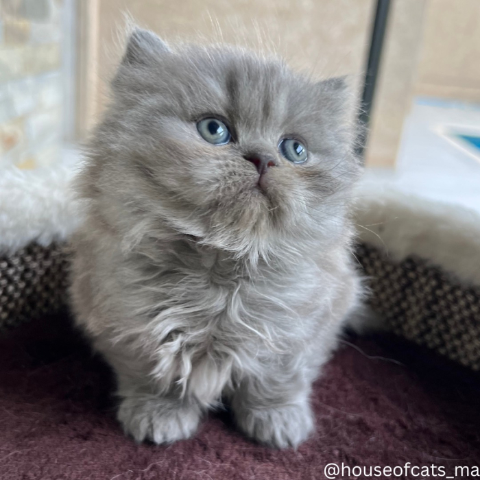 Chat scottish Highland