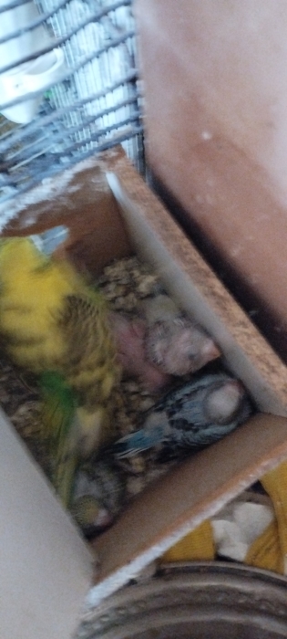 Femelle perruche avec ses quatre enfants perruche