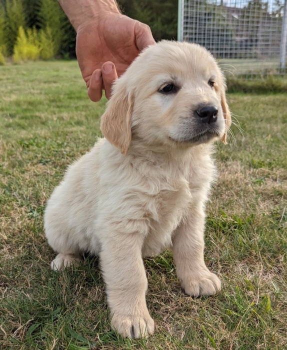 Golden retriever