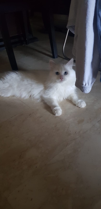 Chat Angora croisé persan