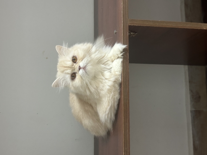 Persan doll face vacciné à vendre