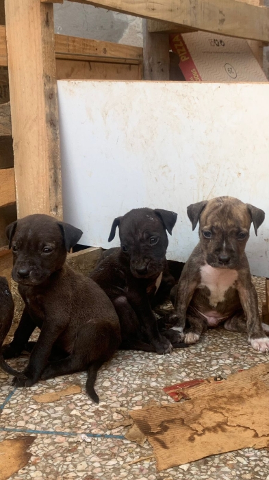 Chiots staff américain-كلاب - klab staff pure