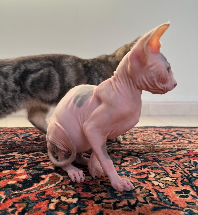 sphynx