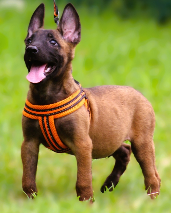 malinois