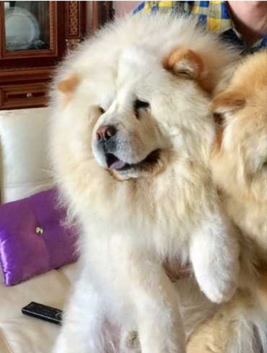 Super male chow chow