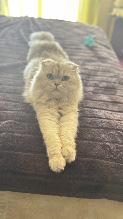 Scottish fold silver