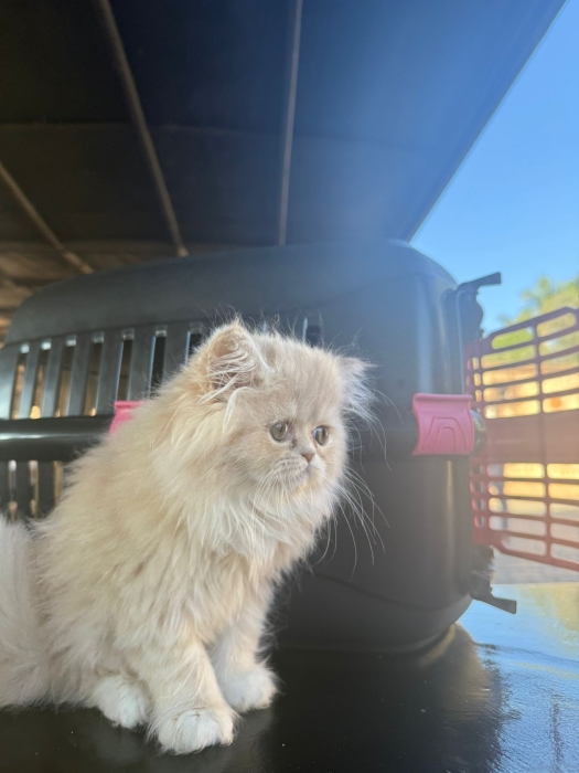 Chat persan à vendre