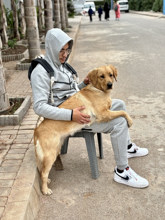 Labrador Golden retriever