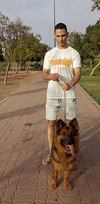 Berger Allemand F cassé