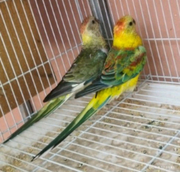 Couple croupion rouge