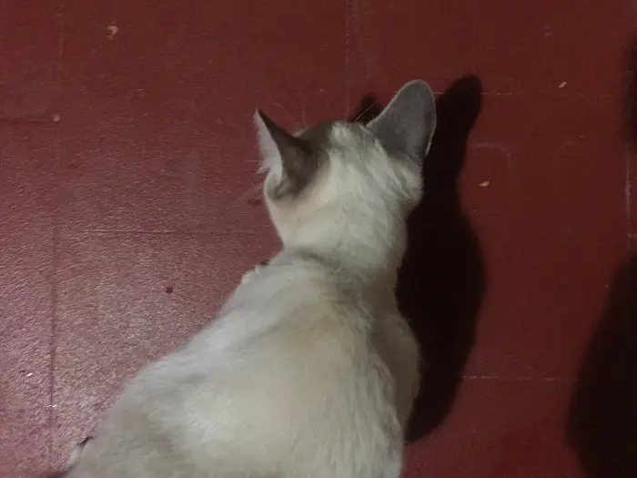 Chat siamois à vendre