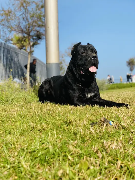 Cane corso grand gabarit pour accouplement