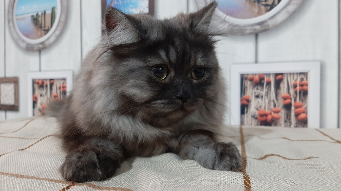 4 chats persian doll face