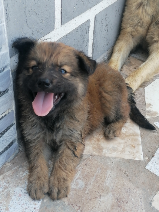 Chiots berger poils longs