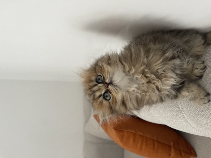 Chaton chinchilla femelle