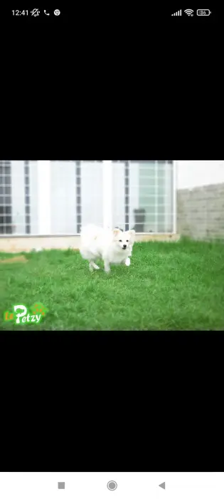 Spitz 1 an pour quelqu'un qui va l'aimer