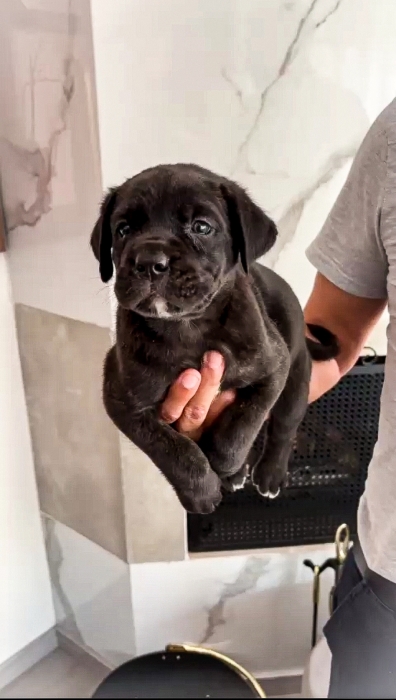 Cane Corso 🇮🇹