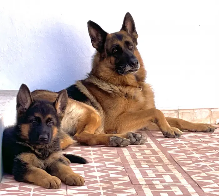 Chiot berger allemand