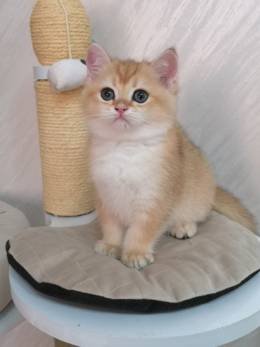 Chaton de pure race British shorthair