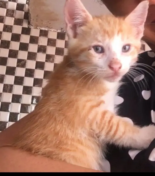 5 chats: 3 male, 1 female + Maman