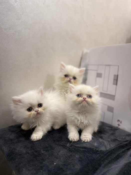 Chatons persan adorables