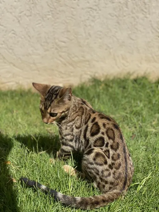 Chatons Bengal disposable