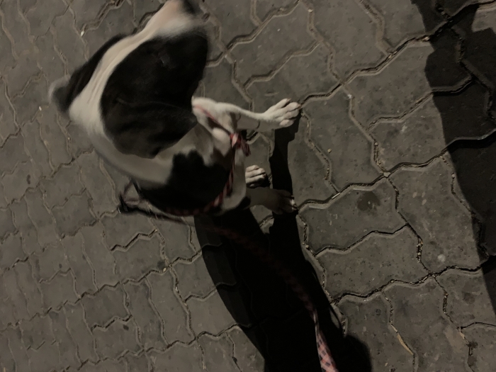 Américain Staffordshire