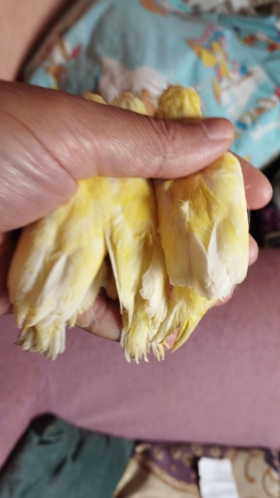 Oiseau perruche et canari jeune