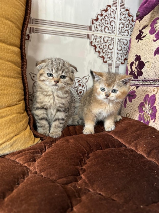 Chatons scottish de deux mois