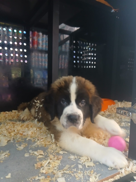 🐶 Chiots Saint-Bernard à vendre – Mâle & Femelle