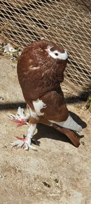 Pigeon très Bonne Race
